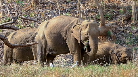wild elephants