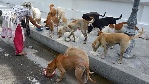 feeding stray dogs