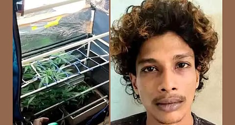 ഷൂറാക്കിനുള്ളിൽ 'ഹൈടെക്' കഞ്ചാവ് തോട്ടം; വലിയതുറയിൽ യുവാവ് പിടിയിൽ