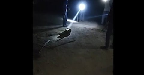 ഗുജറാത്തിൽ മുതലയെ തല്ലിക്കൊന്ന രണ്ട് പേർ അറസ്റ്റിൽ; നടപടി വീഡിയോ വൈറലായതിന് പിന്നാലെ |Crocodile killed in Gujarat