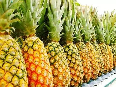 കൈതച്ചക്ക കൃഷി.!