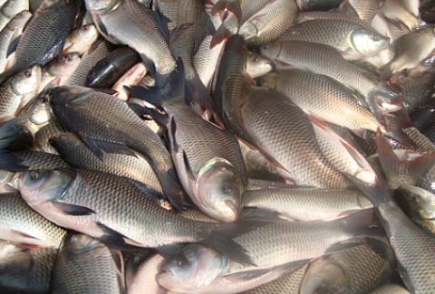 ഹിമാചൽ 21,022 മെട്രിക് ടൺ മത്സ്യം ഉത്പാദിപ്പിച്ചു