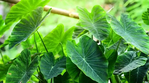 കാന്സറിനെ തടയാനും രോഗപ്രതിരോധത്തിനും ബസ്റ്റാണ് ചേമ്പില.!