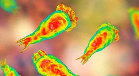 2 more people in Kozhikode test positive for amoebic encephalitis