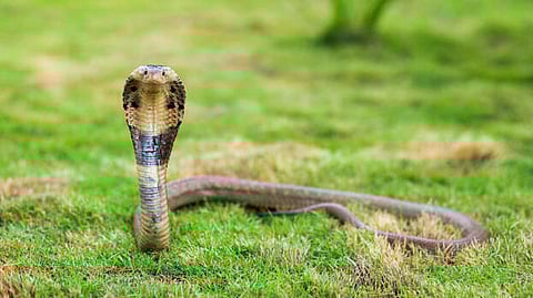 കട്ടിലിനു സമീപം പത്തി വിടർത്തി ചീറ്റി നിൽക്കുന്ന മൂർഖൻ; യുവതിയും മകനും രക്ഷപ്പെട്ടത് തലനാരിഴക്ക്