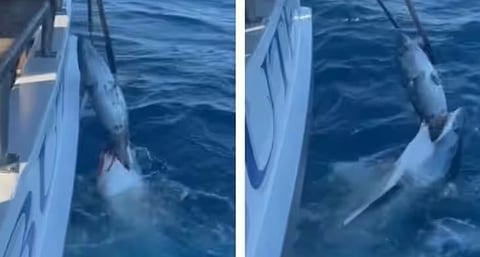 സ്രാവിന്റെ വായിൽ നിന്നും ഇരയെ തട്ടിയെടുക്കുന്ന മനുഷ്യൻ: വീഡിയോ | fishermen snatching prey from shark’s mouth