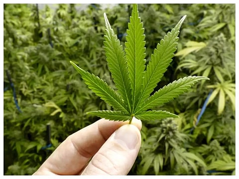 തഞ്ചാവൂർ മുതൽ ശ്രീലങ്ക വരെ; കടൽവഴി കഞ്ചാവ് കടത്താൻ പദ്ധതി; 20 ലക്ഷം രൂപയുടെ കഞ്ചാവുമായി സംഘം പിടിയിൽ | Ganja Gang Arrested