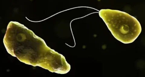 2 more people in Kozhikode test positive for amoebic encephalitis