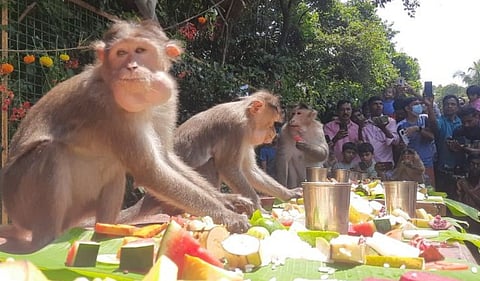 തൂശനിലയിൽ നിരന്നത് 17 വിഭവങ്ങൾ: സദ്യയുണ്ട് വാനരന്മാർ ! | Onam celebration