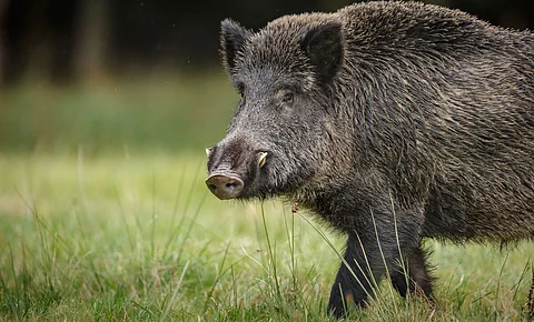 Govt on human - wildlife conflict