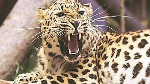 Leopard