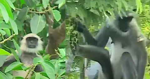 രണ്ട് ഹനുമാൻ കുരങ്ങുകളെ കൂട്ടിലാക്കി; മൃഗശാലയിലേക്ക് സന്ദര്ശകരെ പ്രവേശിപ്പിക്കില്ല