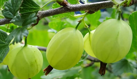 ദിവസവും ഒരു നെല്ലിക്ക കഴിച്ചാൽ ഈ രോഗങ്ങളോട് വിട പറയാം |
If you eat a gooseberry daily, you can say goodbye to these diseases