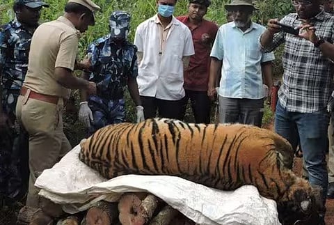 വൈദ്യുതി കമ്പിയിൽ കുടുങ്ങി കടുവ ചത്തു; മൂന്നുപേർ അറസ്റ്റിൽ