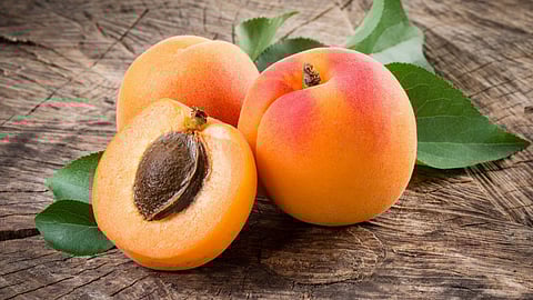ആപ്രിക്കോട്ട് ചില്ലറക്കാരനല്ല, വരൂ ഗുണങ്ങൾ എന്തൊക്കെ എന്നു നോക്കാം | Benefits of Apricot