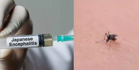 എന്താണ് ജാപ്പനീസ് എൻസെഫലൈറ്റിസ്?