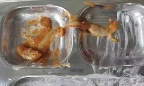 ഡിജിറ്റൽ സർവകലാശാലയുടെ ഹോസ്റ്റൽ മെസിലെ അച്ചാറിൽ ചത്ത പല്ലി | Dead lizard in pickle