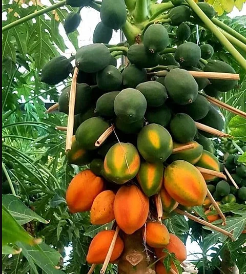 ഉയർന്ന അളവിലുള്ള വിറ്റാമിനുകൾ, ആൻ്റിഓക്സിഡൻ്റുകൾ : പപ്പായുടെ ഗുണങ്ങൾ അനേകം
