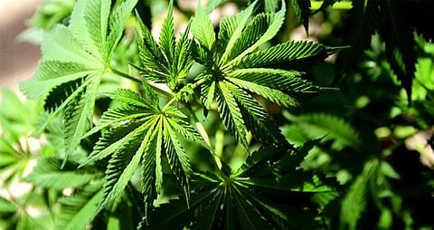 വീട്ടുവളപ്പില് കഞ്ചാവ് ചെടി നട്ടുവളര്ത്തിയ കേസ്: വയോധികയ്ക്കും കൊച്ചുമകനും തടവുശിക്ഷയും പിഴയും | cannabis plants