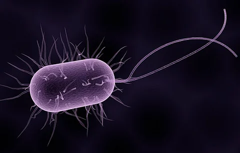 Leptospirosis in Thrissur