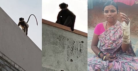 ഗ്രാമത്തെ മുഴുവൻ ഭീതിയിലാഴ്ത്തി ഒരു കുരങ്ങ്; ഗ്രാമവാസികൾക്ക് വീട്ടിൽ നിന്നും പുറത്തിറങ്ങാൻ കഴിയാത്ത അവസ്ഥ