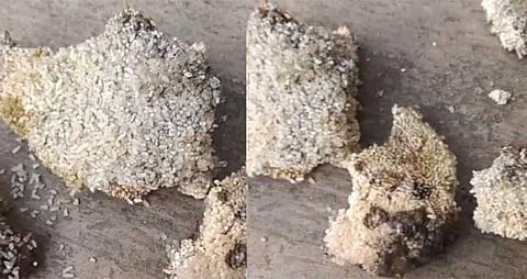 പുഴുവരിച്ച അരി വിതരണം ചെയ്ത സംഭവം; വിജിലൻസ് അന്വേഷണം പ്രഖ്യാപിച്ചു | vigilance investigation