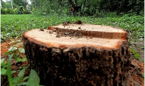 മറയൂരിലെ ചന്ദനമോഷണം; നാലുപേര് പിടിയില് | Sandalwood Theft
