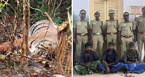 കാട്ടുപന്നിക്കു വച്ച കെണിയിൽ കുടുങ്ങി കടുവ ചത്തു; മൂന്നുപേർ അറസ്റ്റിൽ