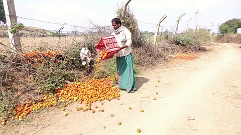 വില കുത്തനെ ഇടിഞ്ഞു; വിളവെടുത്ത തക്കാളി വഴിയരികിൽ തള്ളി കർഷകൻ | Tomato Price
