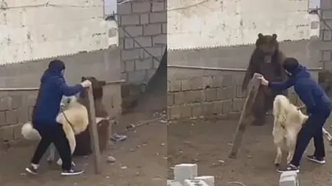 കരടിയില് നിന്ന് നായയെ രക്ഷിക്കുന്ന ഉടമസ്ഥന്: വീഡിയോ വൈറൽ | Owner Saves Dog From Bear