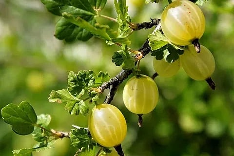 ദിവസവും ഓരോ നെല്ലിക്ക കഴിച്ചാൽ....? | benefits of gooseberry