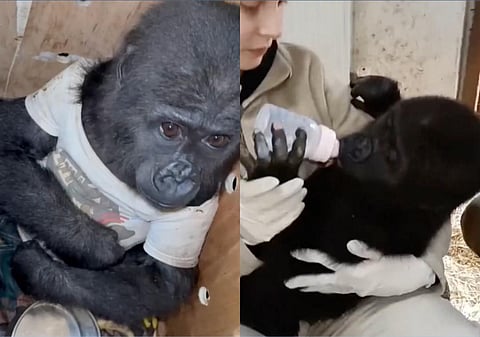 ‘ടീ ഷർട്ട് ധരിപ്പിച്ച് , മരപ്പെട്ടിക്കുള്ളിലാക്കി’ കുഞ്ഞ് ഗൊറില്ലയെ തായ്ലൻഡിലേക്ക് കടത്താൻ ശ്രമം; കയ്യോടെ പിടികൂടി അധികൃതർ | Kidnapped Gorilla cub found at turkish airport