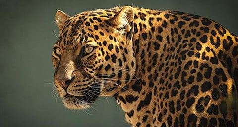 പാലേപ്പിള്ളിയിലെ ജനവാസ മേഖലയിൽ  പുലിയിറങ്ങി | leopard attack