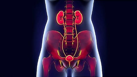 മൂത്രാശയ അണുബാധ ; ശ്രദ്ധിക്കേണ്ട ചില കാര്യങ്ങൾ | Urinary Tract Infection