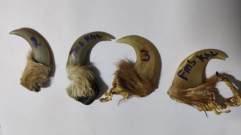 കടുവയുടെ നഖങ്ങളുമായി രണ്ട് പേർ അറസ്റ്റിൽ; പിന്നിൽ വൻ സംഘമെന്ന് സംശയം; അന്വേഷണം ഊർജ്ജിതമാക്കി പോലീസ് | Tiger claws