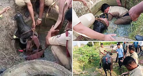 കോളേജ് കാമ്പസിലെ മാൻഹോളിൽ എരുമ കുടുങ്ങി, സാഹസികമായി രക്ഷപ്പെടുത്തി ഫയർഫോഴ്സ് | Buffalo stuck inside manhole