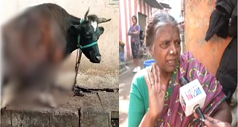 കണ്ണില്ലാത്ത ക്രൂരത; മൂന്ന് പശുക്കളുടെ അകിട് അജ്ഞാതർ അറുത്തുമാറ്റി