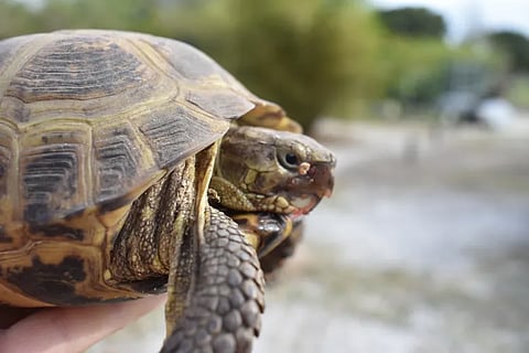 വാഹന പരിശോധനയ്ക്കിടെ ബസിൽ നിന്ന് പിടികൂടിയത് 45 കിലോഗ്രാം ആമത്തോൽ; വിപണിയിൽ ലക്ഷങ്ങൾ വില വരുമെന്ന് പോലീസ് ; രണ്ടു പേരെ കസ്റ്റഡിയിൽ എടുത്തു | Turtle skin seized
