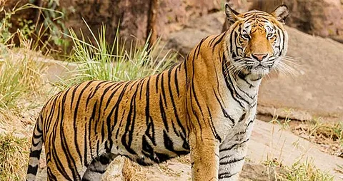 TIGER