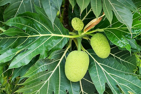 ഹൃദയ സംരക്ഷണത്തിന് ‘കടച്ചക്ക’ | Breadfruit
