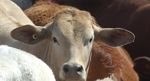 Cow slaughter case verdict a milestone in commitment to cow protection, says Gujarat government