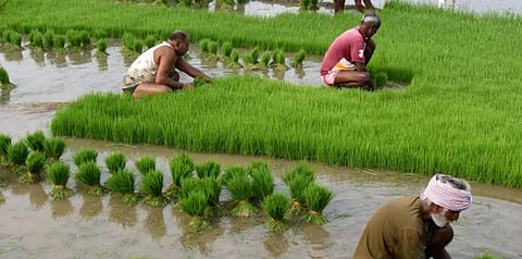 വിള ഇൻഷുറൻസ് പദ്ധതി: 2025-2026 സാമ്പത്തിക വർഷം വരെ തുടരാൻ തീരുമാനമെടുത്ത് കേന്ദ്ര സർക്കാർ | Crop insurance scheme