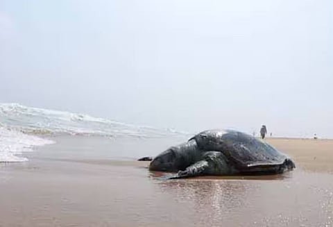 ചെന്നൈ ബീച്ചിൽ 37 ആമകൾ ചത്തനിലയിൽ കരക്കടിഞ്ഞു ; ഞെട്ടലിൽ തീരദേശം | turtles dead