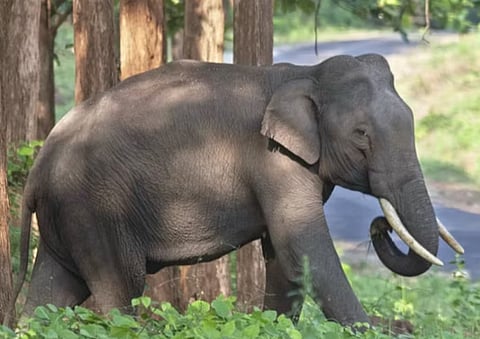 elephant