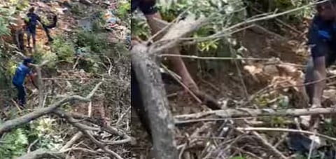 സന്നിധാനത്ത് ഭസ്മക്കുളത്തിന് സമീപം പിടികൂടിയത് രാജവെമ്പാലയെ: പട്രോളിംഗ് ശക്തമാക്കുമെന്ന് വനംവകുപ്പ് | King Cobra caught in Sabarimala