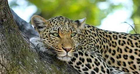 Leopard in Palakkad