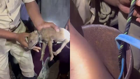 നായ്ക്കുട്ടിയെ കുഴൽക്കിണറിലേക്ക് തള്ളിയിട്ടു; ഒടുവിൽ രക്ഷകരായി അഗ്നിരക്ഷാസേന | borewell accident