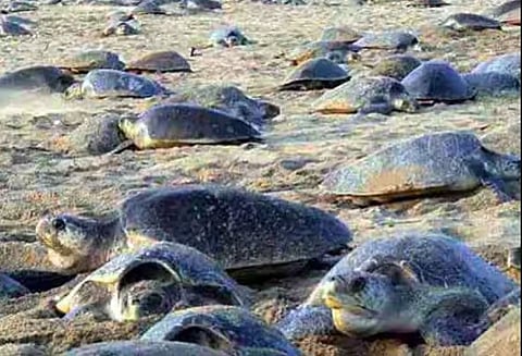 കടലാമകൾ കൂട്ടത്തോടെ ചത്തൊടുങ്ങുന്നു; മത്സ്യത്തൊഴിലാളികൾക്ക് നിയന്ത്രണം ഏർപ്പെടുത്തി മത്സ്യബന്ധന വകുപ്പ് | Sea turtles