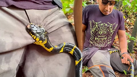 സ്വകാര്യഭാഗത്ത് പലതവണ പാമ്പ് കടിച്ചു; വേദന കൊണ്ട് പുളയുന്ന യുവാവിന്റെ വീഡിയോ വൈറൽ | Snake Bite