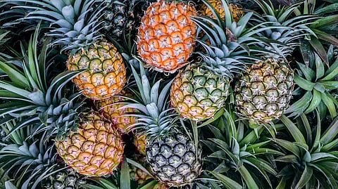 വേനലിൽ കൈതച്ചക്ക വിപണി പൊടിപൊടിക്കുന്നു | Pineapple